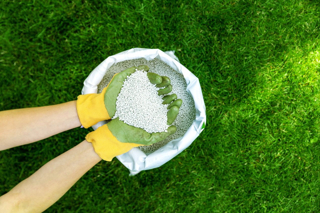 Gartenhandschuhe mit Rasenduenger-Granulat ueber gruener Rasenflaeche – Vorbereitung fuer duengesaison